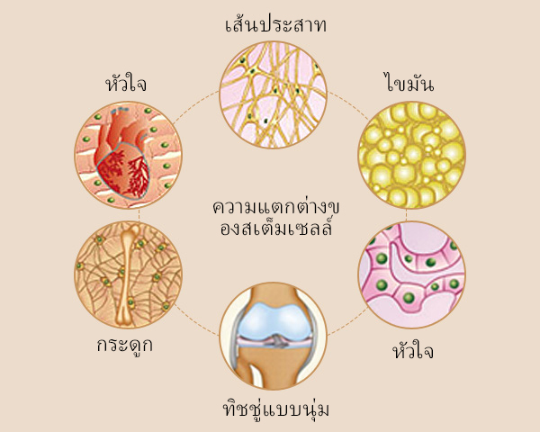 How stem cells act on skin recovery